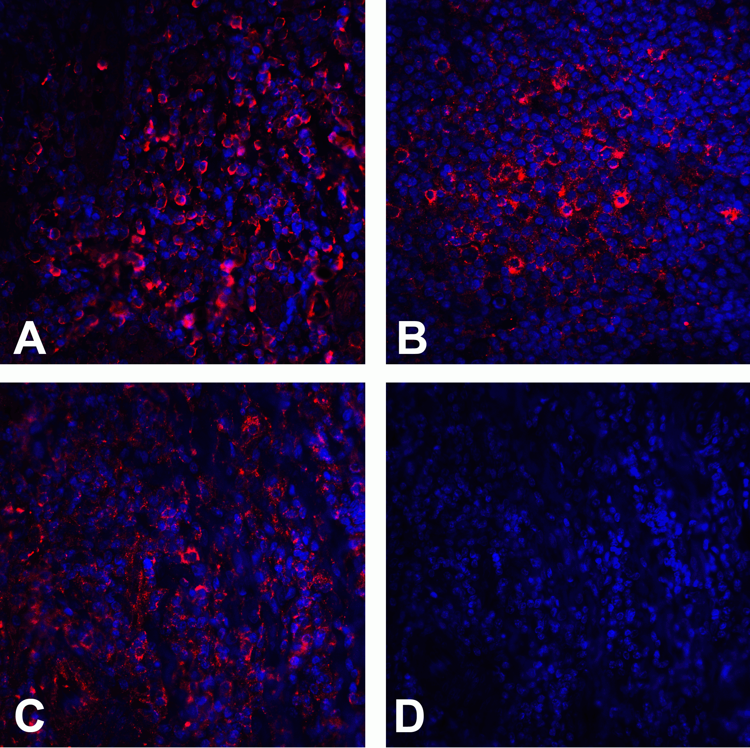 CTLA4 Detection Set (Risk Free)