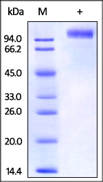 EGF R Recombinant Protein
