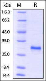 CD40 Recombinant Protein