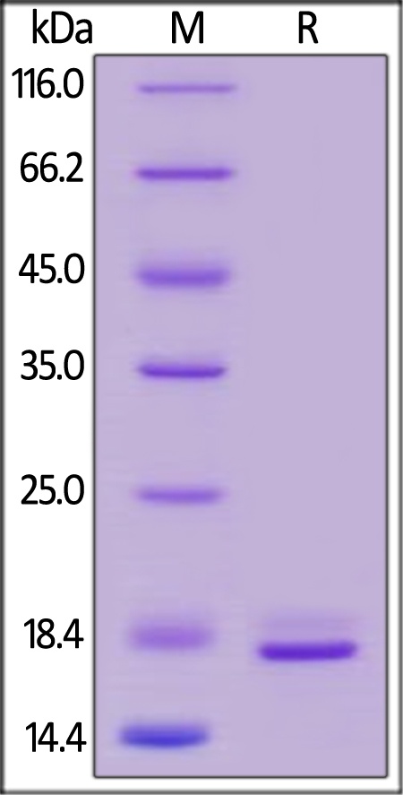 PDGF-B Recombinant Protein