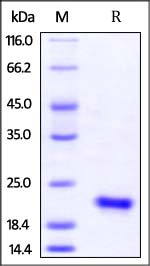IL-17F Recombinant Protein