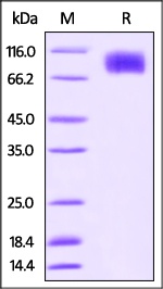 M-CSF R Recombinant Protein