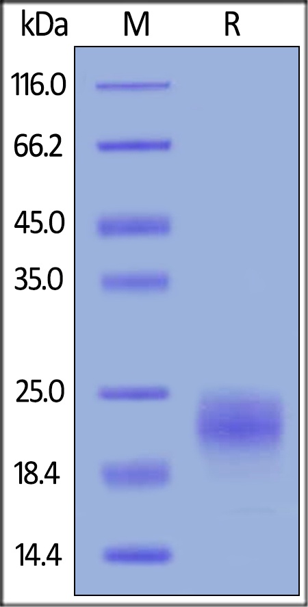 VEGF C Recombinant Protein