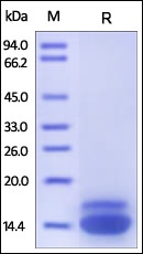 DR5 Recombinant Protein