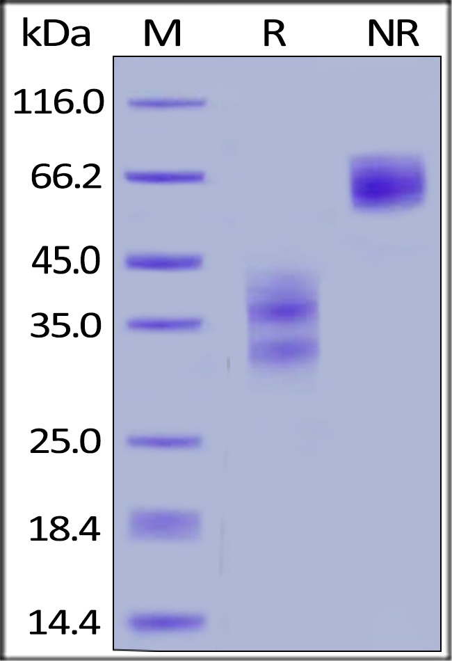 FN14 Recombinant Protein