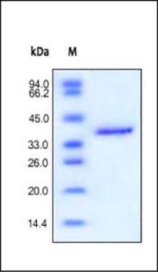 IGF II Recombinant Protein