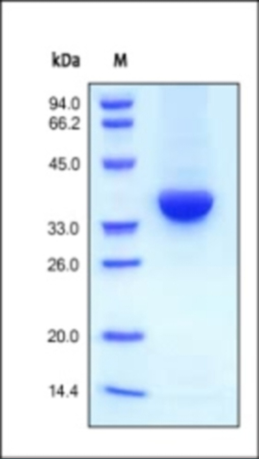 IGF I Recombinant Protein