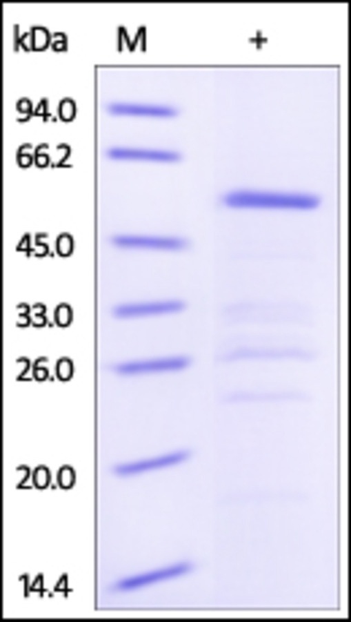 HSP 90 alpha Recombinant Protein