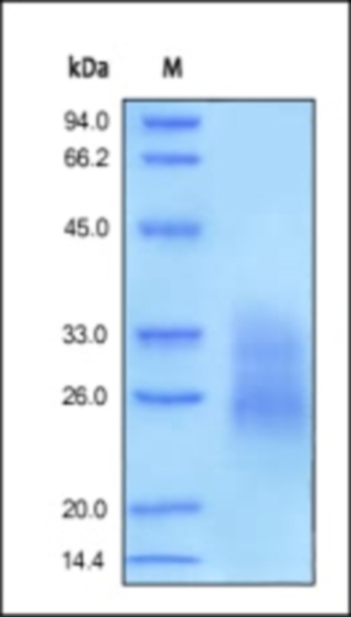 CD95 Recombinant Protein