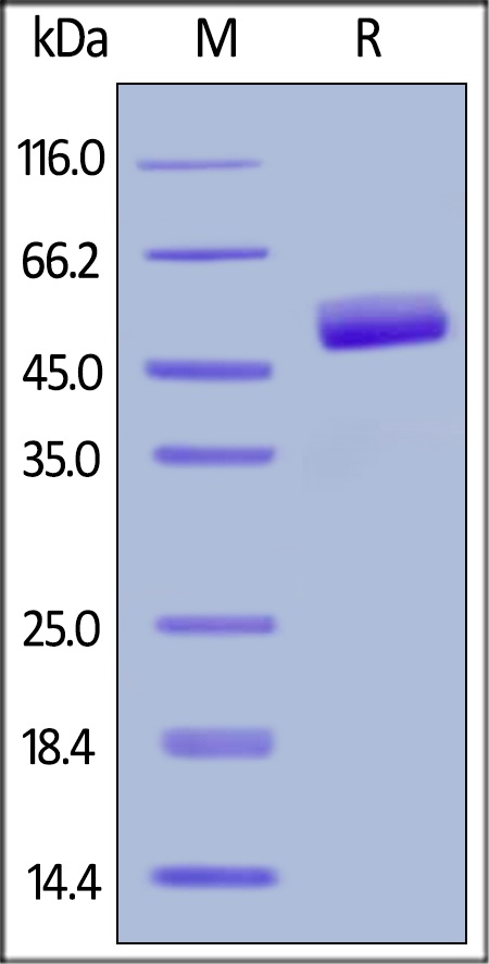 CD3 Epsilon Recombinant Protein