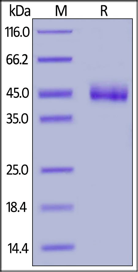 CD3 Epsilon Recombinant Protein