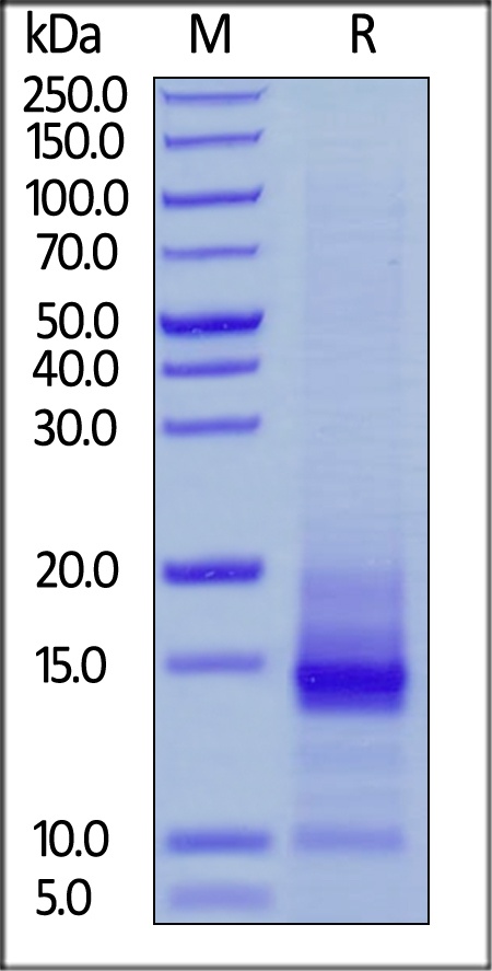 CD3 Epsilon Recombinant Protein