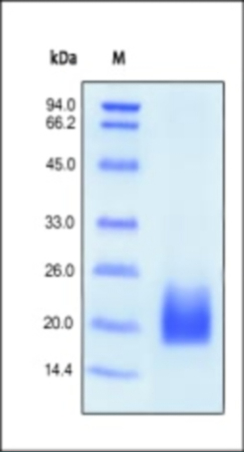 CD3D Recombinant Protein