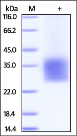 CD3 delta Recombinant Protein