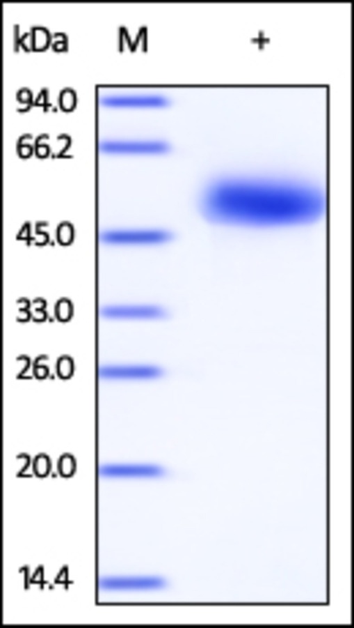 CD5 Recombinant Protein