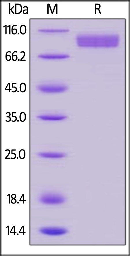 CD14 Recombinant Protein