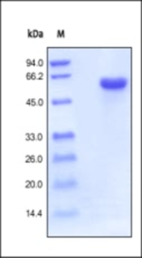 CD40 Recombinant Protein