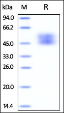 CD80 Recombinant Protein