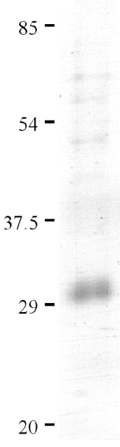 IL-33 Recombinant Protein
