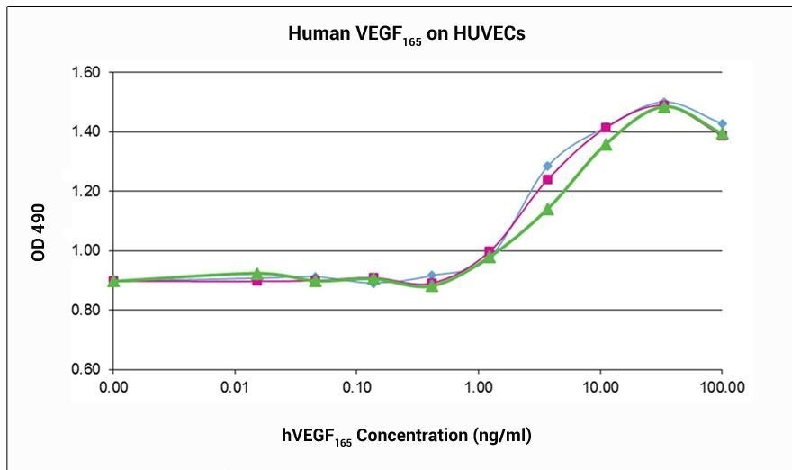 VEGF165 Recombinant Protein