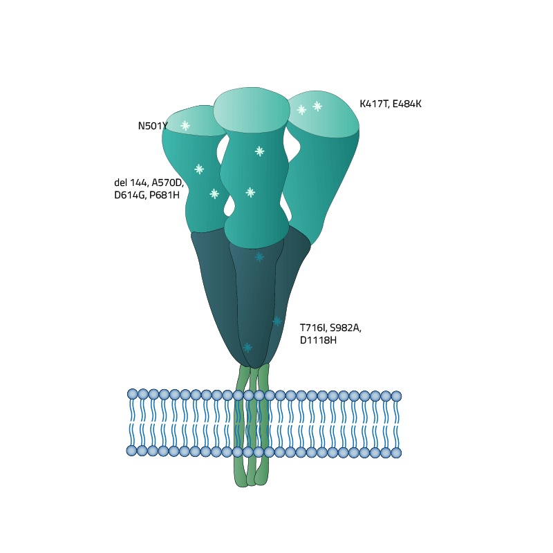 SARS-CoV-2 (COVID-19) Full-Length Beta Variant (B.1.351, SA) Spike Recombinant Protein