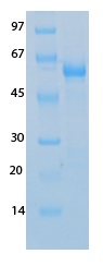 SARS-CoV-2 (COVID-19) NSP16 Recombinant Protein