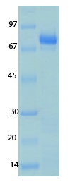 Human Coronavirus Nucleocapsid OC43 Recombinant Protein
