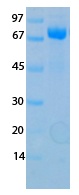 SARS-CoV-2 (COVID-19) NSP16 Recombinant Protein