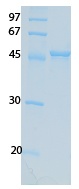 SARS-CoV-2 (COVID-19) ORF7B Recombinant Protein