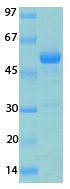 SARS-CoV-2 (COVID-19) ORF6 Recombinant Protein