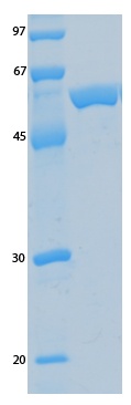 SARS-CoV-2 (COVID-19) ORF9A Recombinant Protein