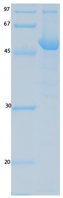 SARS-CoV-2 (COVID-19) ORF9B Recombinant Protein