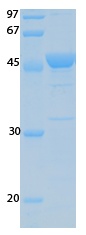 SARS-CoV-2 (COVID-19) ORF10 Recombinant Protein