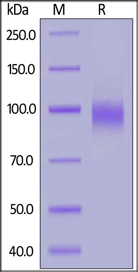 EGF R Recombinant Protein