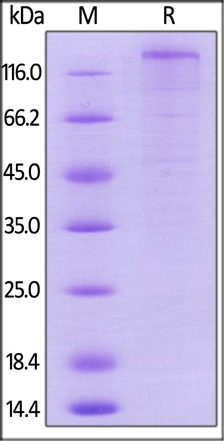 VEGF R1 / Flt-1 Recombinant Protein
