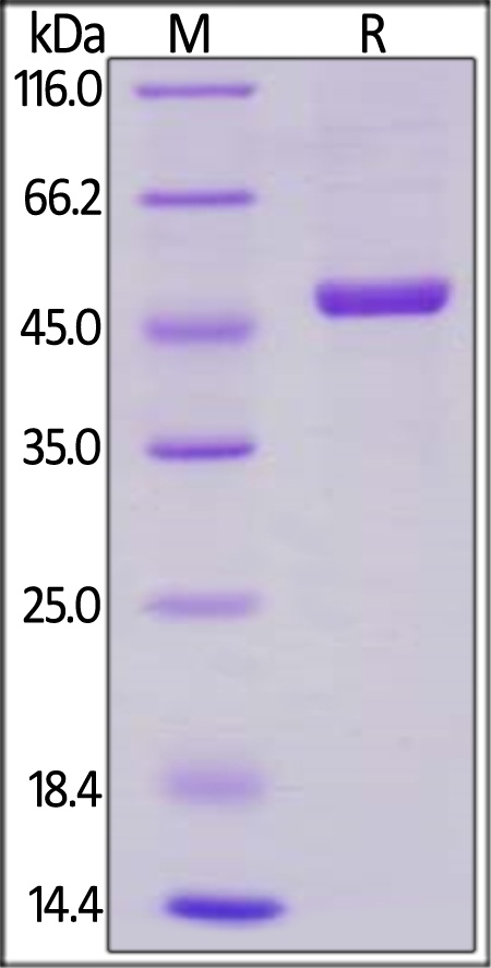 Rhesus macaque CD40 Ligand / TNFSF5 Recombinant Protein