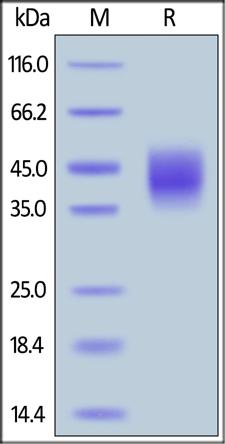Rhesus macaque SLAMF7 / CRACC / CD319 Recombinant Protein