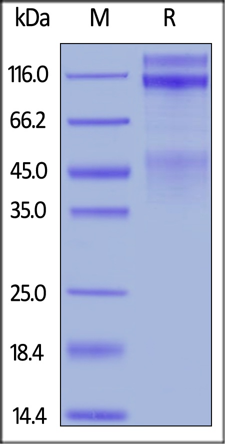 IGF-I R / CD221 Recombinant Protein
