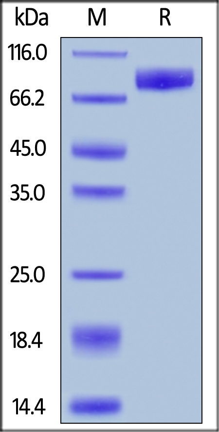 IL-1 Rrp2 / IL-1 R6 Recombinant Protein