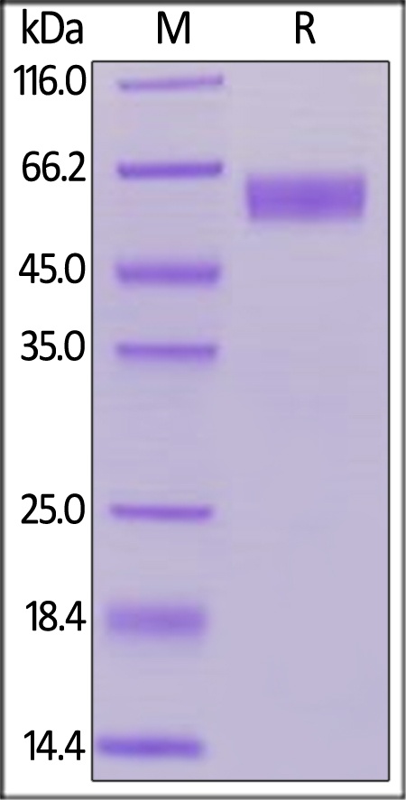 Rhesus macaque CD28 Recombinant Protein