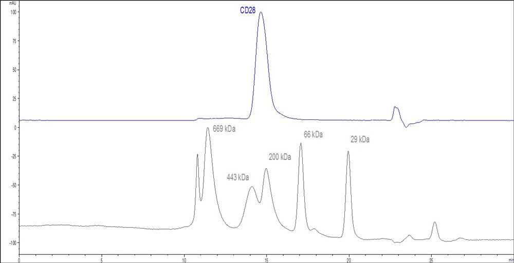 Rhesus macaque CD28 Recombinant Protein