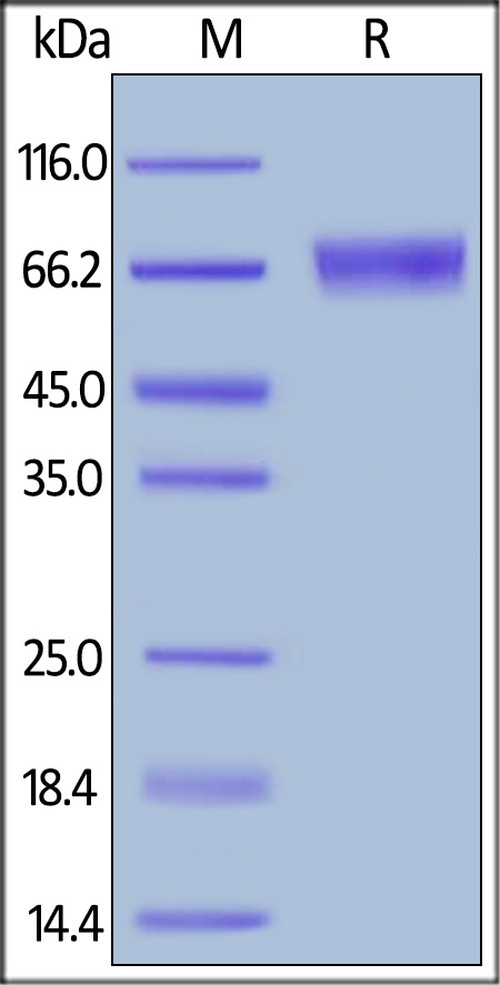 IL-15 R alpha / CD215 Recombinant Protein