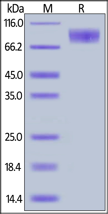 Canine M-CSF R / CSF1R / CD115 Recombinant Protein