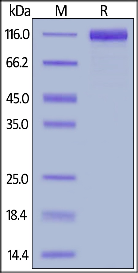 IL-31 RA Recombinant Protein