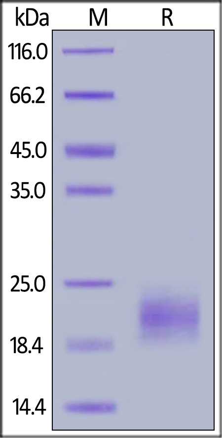 IL-5 Recombinant Protein
