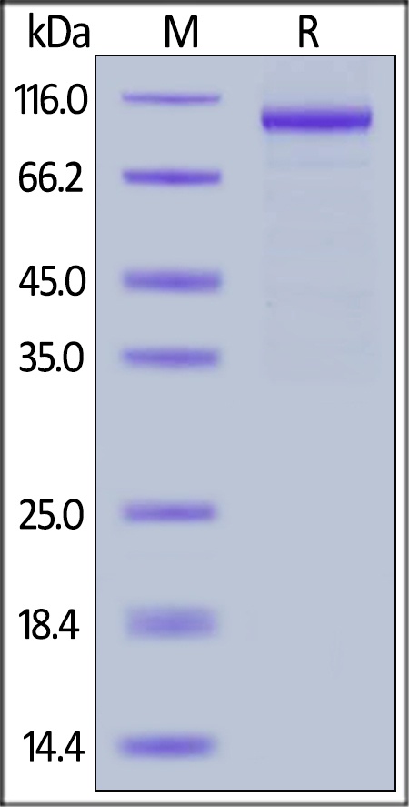 IL-12 R beta 1 / CD212 Recombinant Protein