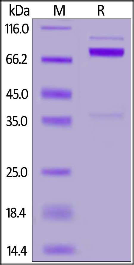 NRG1 Beta 1 Recombinant Protein
