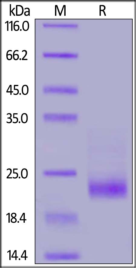 IL-31 Recombinant Protein