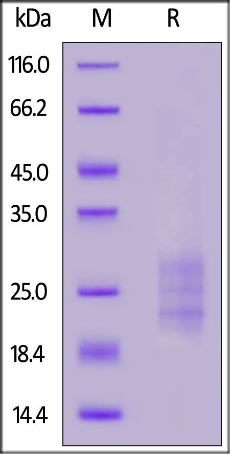 IL-33 Recombinant Protein