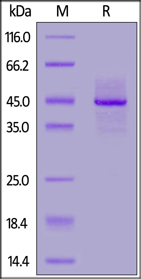 Biotinylated Syndecan-1 Recombinant Protein